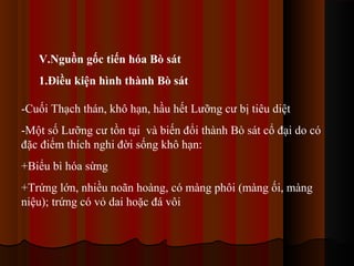 V.Nguồn gốc tiến hóa Bò sát
1.Điều kiện hình thành Bò sát
-Cuối Thạch thán, khô hạn, hầu hết Lưỡng cư bị tiêu diệt
-Một số Lưỡng cư tồn tại và biến đổi thành Bò sát cổ đại do có
đặc điểm thích nghi đời sống khô hạn:
+Biểu bì hóa sừng
+Trứng lớn, nhiều noãn hoàng, có màng phôi (màng ối, màng
niệu); trứng có vỏ dai hoặc đá vôi

 