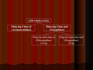 LỚP CHIM (AVES)

Phân lớp Chim cổ
(Archaeornitthes)

Phân lớp Chim mới
(Neornitthes)
Tổng bộ chim hàm cổ
(Paleognathae)
4-5 bộ

Tổng bộ chim hàm mới
(Neognathae)
23 bộ

 