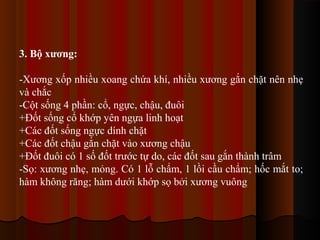 3. Bộ xương:
-Xương xốp nhiều xoang chứa khí, nhiều xương gắn chặt nên nhẹ
và chắc
-Cột sống 4 phần: cổ, ngực, chậu, đuôi
+Đốt sống cổ khớp yên ngựa linh hoạt
+Các đốt sống ngực dính chặt
+Các đốt chậu gắn chặt vào xương chậu
+Đốt đuôi có 1 số đốt trước tự do, các đốt sau gắn thành trâm
-Sọ: xương nhẹ, mỏng. Có 1 lỗ chẩm, 1 lồi cầu chẩm; hốc mắt to;
hàm không răng; hàm dưới khớp sọ bởi xương vuông

 