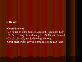4. Hệ cơ:
-Cơ phát triển:
+Cơ ngực; cơ dưới đòn (cơ vận cánh): giúp bay lượn
+Cơ đùi; cơ ống chân: di chuyển mắt đất; cất, hạ cánh
+Cơ cổ: bắt mồi, tự vệ, tấn công, rỉa lông
-Cơ ít phát triển: cơ vùng lưng (đốt sống gắn liền)

 