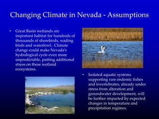 Changing Climate in Nevada - Assumptions
• Great Basin wetlands are
important habitat for hundreds of
thousands of shorebirds, wading
birds and waterfowl. Climate
change could make Nevada’s
hydrological cycle even more
unpredictable, putting additional
stress on these wetland
ecosystems.
• Isolated aquatic systems
supporting rare endemic fishes
and invertebrates, already under
stress from alteration and
groundwater development, will
be further impacted by expected
changes in temperature and
precipitation regimes.
 