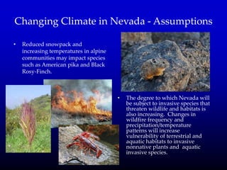 Changing Climate in Nevada - Assumptions
• Reduced snowpack and
increasing temperatures in alpine
communities may impact species
such as American pika and Black
Rosy-Finch.
• The degree to which Nevada will
be subject to invasive species that
threaten wildlife and habitats is
also increasing. Changes in
wildfire frequency and
precipitation/temperature
patterns will increase
vulnerability of terrestrial and
aquatic habitats to invasive
nonnative plants and aquatic
invasive species.
 