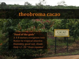 theobromacacao<br />”Foodofthe gods”<br />A 4-8 meters evergreen tree<br />Native to tropicalamerica<br />Humidity, goodso...