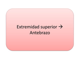 Extremidad superior 
Antebrazo
 