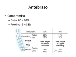 Antebrazo
• Compromiso
– Distal 60 – 80%
– Proximal 9 – 38%
 