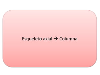 Esqueleto axial  Columna
 