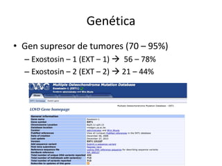 Genética
• Gen supresor de tumores (70 – 95%)
– Exostosin – 1 (EXT – 1)  56 – 78%
– Exostosin – 2 (EXT – 2)  21 – 44%
 