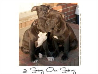 3 Stay, One Stray
http://www.ﬂickr.com/photos/10101046@N06/4818961663/viaCCLicense
 