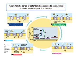 Characteristic series of potential changes due to a conducted
stimulus when an axon is stimulated.

Action Potential

 