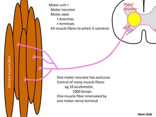 Skeletal muscle fibre

Motor unit =
Motor neurone
Motor axon
+ branches
+ terminals
All muscle fibres to which it connects

Motor
neurone

One motor neurone has exclusive
Control of many muscle fibres
eg 10 oculomotor,
1000 biceps
One muscle fibre innervated by
one motor nerve terminal
Next slide

 
