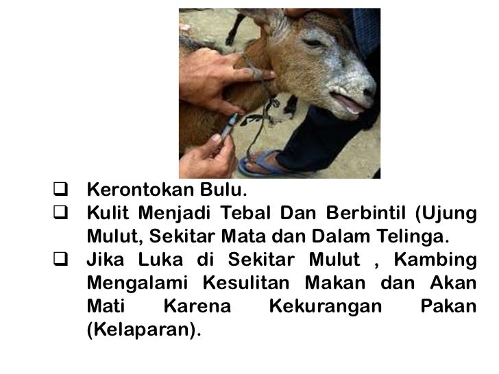 Skabies Kurap Kambing Pengobatan Skabies Kurap Kambing Pengobatan