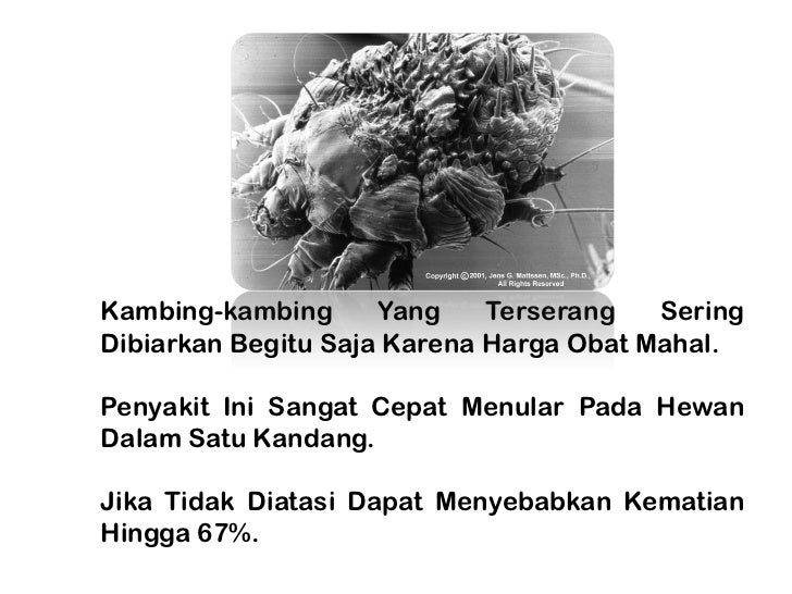 Skabies Kurap Kambing Pengobatan Skabies Kurap Kambing Pengobatan