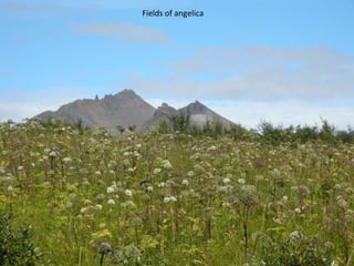 Fields of angelica
