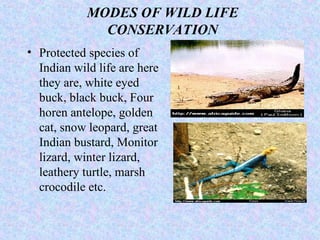 MODES OF WILD LIFE
CONSERVATION
• Protected species of
Indian wild life are here
they are, white eyed
buck, black buck, Four
horen antelope, golden
cat, snow leopard, great
Indian bustard, Monitor
lizard, winter lizard,
leathery turtle, marsh
crocodile etc.
 