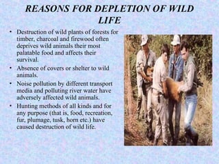 REASONS FOR DEPLETION OF WILD
LIFE
• Destruction of wild plants of forests for
timber, charcoal and firewood often
deprives wild animals their most
palatable food and affects their
survival.
• Absence of covers or shelter to wild
animals.
• Noise pollution by different transport
media and polluting river water have
adversely affected wild animals.
• Hunting methods of all kinds and for
any purpose (that is, food, recreation,
fur, plumage, tusk, horn etc.) have
caused destruction of wild life.
 