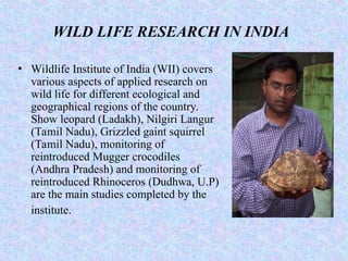 WILD LIFE RESEARCH IN INDIA
• Wildlife Institute of India (WII) covers
various aspects of applied research on
wild life for different ecological and
geographical regions of the country.
Show leopard (Ladakh), Nilgiri Langur
(Tamil Nadu), Grizzled gaint squirrel
(Tamil Nadu), monitoring of
reintroduced Mugger crocodiles
(Andhra Pradesh) and monitoring of
reintroduced Rhinoceros (Dudhwa, U.P)
are the main studies completed by the
institute.
 