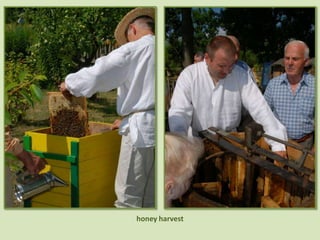 honeyharvest