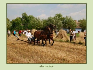 a harvest time
