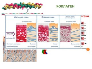 КОЛЛАГЕН
 