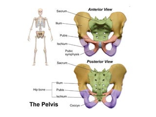 skeletal system notes for medical students | PPT