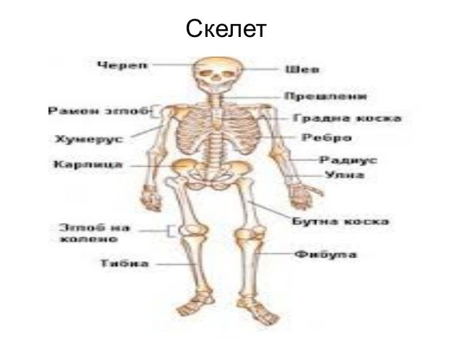 Skelet Valentina Stanoevska OOU,,Vanco Kitanov,, Pehcevo