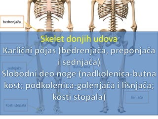 bedrenjača
preponjača
Butna kostsednjača
lisnjačagolenjača
Kosti stopala
Skelet donjih udova
 