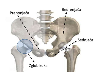 Preponjača
Sednjača
Bedrenjača
Zglob kuka
 