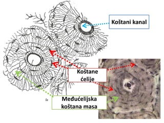 Koštane
ćelije
Međućelijska
koštana masa
Koštani kanal
 