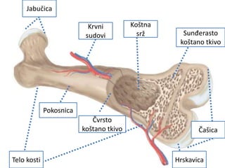 Jabučica
Krvni
sudovi
Koštna
srž Sunđerasto
koštano tkivo
Pokosnica
Čvrsto
koštano tkivo
Telo kosti Hrskavica
Čašica
 