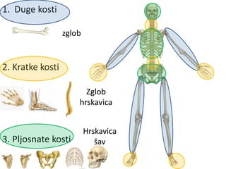 1. Duge kosti
2. Kratke kosti
3. Pljosnate kosti
zglob
Zglob
hrskavica
Hrskavica
šav
 