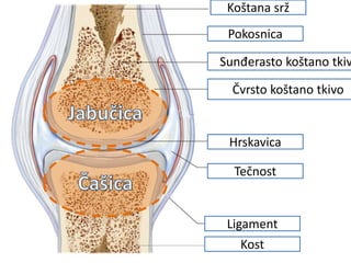 Koštana srž
Pokosnica
Sunđerasto koštano tkiv
Čvrsto koštano tkivo
Hrskavica
Tečnost
Ligament
Kost
 