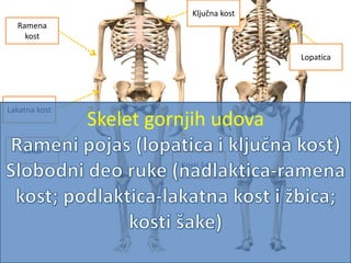 bedrenjača
preponjača
Butna kostsednjača
lisnjačagolenjača
Kosti stopala
Skelet donjih udova
 