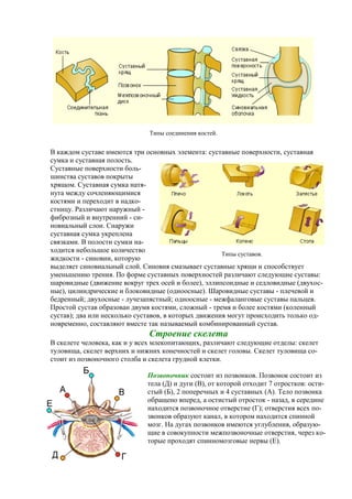 В каждом суставе имеются три основных элемента: суставные поверхности, суставная
сумка и суставная полость.
Суставные поверхности боль-
шинства суставов покрыты
хрящом. Суставная сумка натя-
нута между сочленяющимися
костями и переходит в надко-
стницу. Различают наружный -
фиброзный и внутренний - си-
новиальный слои. Снаружи
суставная сумка укреплена
связками. В полости сумки на-
ходится небольшое количество
жидкости - синовии, которую
выделяет синовиальный слой. Синовия смазывает суставные хрящи и способствует
уменьшению трения. По форме суставных поверхностей различают следующие суставы:
шаровидные (движение вокруг трех осей и более), эллипсоидные и седловидные (двухос-
ные), цилиндрические и блоковидные (одноосные). Шаровидные суставы - плечевой и
бедренный; двухосные - лучезапястный; одноосные - межфаланговые суставы пальцев.
Простой сустав образован двумя костями, сложный - тремя и более костями (коленный
сустав); два или несколько суставов, в которых движения могут происходить только од-
новременно, составляют вместе так называемый комбинированный сустав.
Строение скелета
В скелете человека, как и у всех млекопитающих, различают следующие отделы: скелет
туловища, скелет верхних и нижних конечностей и скелет головы. Скелет туловища со-
стоит из позвоночного столба и скелета грудной клетки.
Позвоночник состоит из позвонков. Позвонок состоит из
тела (Д) и дуги (В), от которой отходит 7 отростков: ости-
стый (Б), 2 поперечных и 4 суставных (А). Тело позвонка
обращено вперед, а остистый отросток - назад, в середине
находится позвоночное отверстие (Г); отверстия всех по-
звонков образуют канал, в котором находится спинной
мозг. На дугах позвонков имеются углубления, образую-
щие в совокупности межпозвоночные отверстия, через ко-
торые проходят спинномозговые нервы (Е).
Типы соединения костей.
Типы суставов.
 
