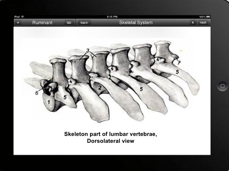 Skeletal system of Bovine