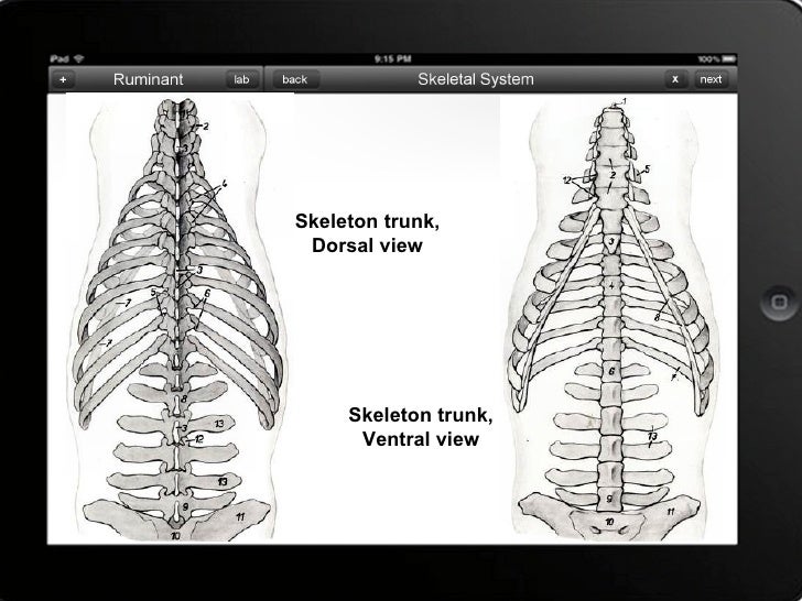 Skeletal system of Bovine