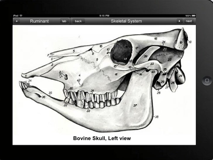 Skeletal System Of Bovine skeletal-system-of-bovine