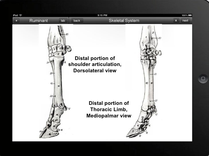 Skeletal system of Bovine