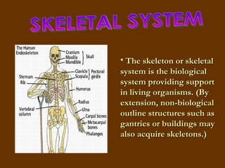 SKELETAL SYSTEM The skeleton or skeletal system is the biological system providing support in living organisms. (By extension, non-biological outline structures such as gantries or buildings may also acquire skeletons.)