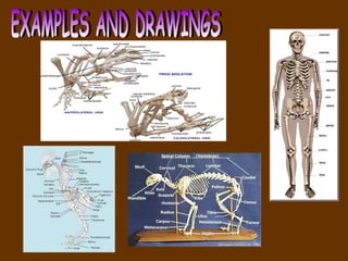 EXAMPLES AND DRAWINGS