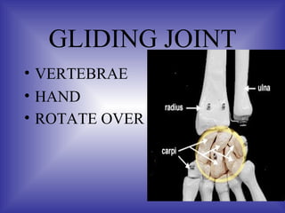 Skeletal.ppt