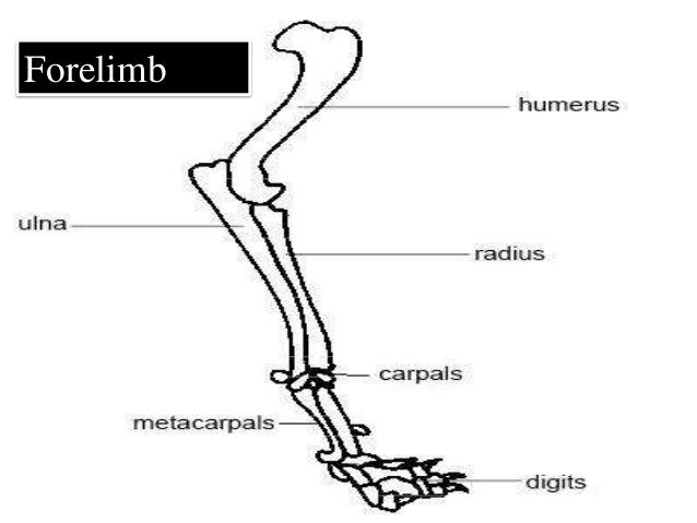 Skeletal System of Human Body