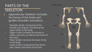 PARTS OF THE
SKELETON
2. Appendicular Skeleton: Includes
the bones of the limbs and
girdles (shoulder and pelvic).
• Shoulder Girdle: Composed of the
clavicle and scapula, connecting the
upper limbs to the body.
• Upper Limbs: Includes the humerus,
radius, and ulna, as well as the bones of
the hand.
• Pelvic Girdle: Connects the lower limbs
to the body.
• Lower Limbs: Composed of the femur,
tibia, fibula, and bones of the foot.
Shoulder Girdle
Arm
Hand
Leg
Foot
Pelvic
Girdle
 