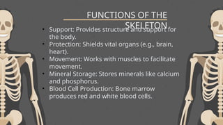 FUNCTIONS OF THE
SKELETON
• Support: Provides structure and support for
the body.
• Protection: Shields vital organs (e.g., brain,
heart).
• Movement: Works with muscles to facilitate
movement.
• Mineral Storage: Stores minerals like calcium
and phosphorus.
• Blood Cell Production: Bone marrow
produces red and white blood cells.
 