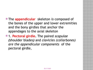 05/17/2025
 The appendicular skeleton is composed of
the bones of the upper and lower extremities
and the bony girdles that anchor the
appendages to the axial skeleton
 1. Pectoral girdle. The paired scapulae
(shoulder blades) and clavicles (collarbones)
are the appendicular components of the
pectoral girdle,
 
