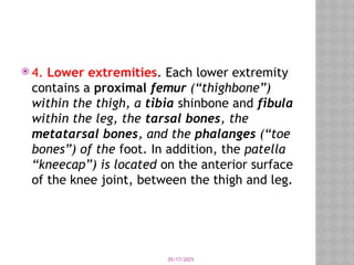 05/17/2025
 4. Lower extremities. Each lower extremity
contains a proximal femur (“thighbone”)
within the thigh, a tibia shinbone and fibula
within the leg, the tarsal bones, the
metatarsal bones, and the phalanges (“toe
bones”) of the foot. In addition, the patella
“kneecap”) is located on the anterior surface
of the knee joint, between the thigh and leg.
 