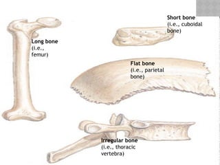 05/17/2025
Short bone
(i.e., cuboidal
bone)
Long bone
(i.e.,
femur)
Flat bone
(i.e., parietal
bone)
Irregular bone
(i.e., thoracic
vertebra)
 