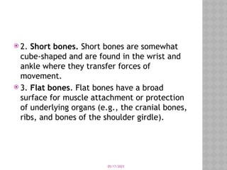 05/17/2025
 2. Short bones. Short bones are somewhat
cube-shaped and are found in the wrist and
ankle where they transfer forces of
movement.
 3. Flat bones. Flat bones have a broad
surface for muscle attachment or protection
of underlying organs (e.g., the cranial bones,
ribs, and bones of the shoulder girdle).
 