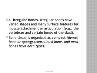 05/17/2025
 4. Irregular bones. Irregular bones have
varied shapes and many surface features for
muscle attachment or articulation (e.g., the
vertebrae and certain bones of the skull).
 Bone tissue is organized as compact (dense)
bone or spongy (cancellous) bone, and most
bones have both types.
 
