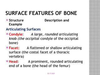 05/17/2025
SURFACE FEATURES OF BONE
 Structure Description and
Example
Articulating Surfaces
 Condyle: A large, rounded articulating
knob (the occipital condyle of the occipital
bone)
 Facet: A flattened or shallow articulating
surface (the costal facet of a thoracic
vertebra)
 Head: A prominent, rounded articulating
end of a bone (the head of the femur)
 