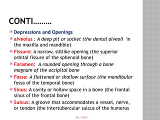 05/17/2025
CONTI………
 Depressions and Openings
 alveolus : A deep pit or socket (the dental alveoli in
the maxilla and mandible)
 Fissure: A narrow, slitlike opening (the superior
orbital fissure of the sphenoid bone)
 Foramen: A rounded opening through a bone
magnum of the occipital bone
 Fossa: A flattened or shallow surface (the mandibular
fossa of the temporal bone)
 Sinus: A cavity or hollow space in a bone (the frontal
sinus of the frontal bone)
 Sulcus: A groove that accommodates a vessel, nerve,
or tendon (the intertubercular sulcus of the humerus
 